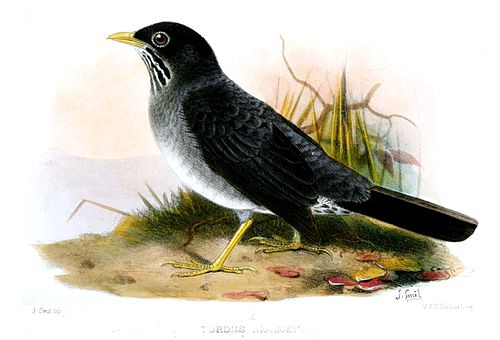 Andean slaty thrush